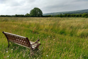 Bench with view of Devon wild meadow